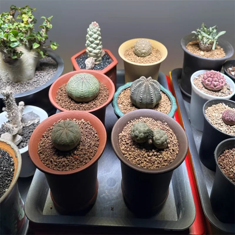Purple Clay Bonsai Pot